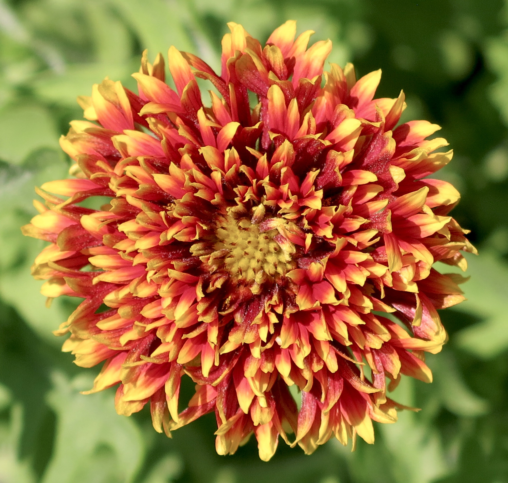 Gaillardia store sundance bicolor